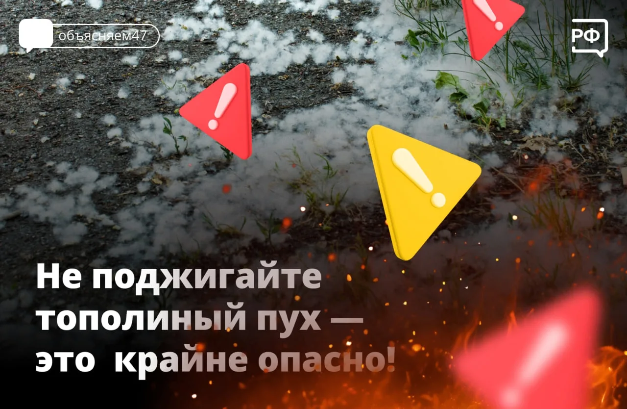 В Ленинградской области уже начался сезон тополиного пуха, который скапливается вдоль дорог, на трот