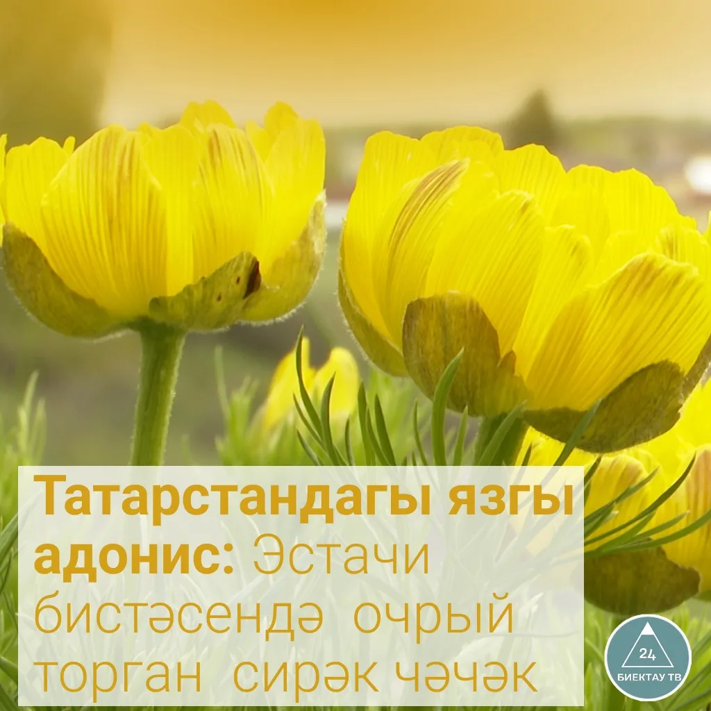 🌼 Татарстанның язгы могҗизасы: Эстачи битендәге сирәк чәчәк