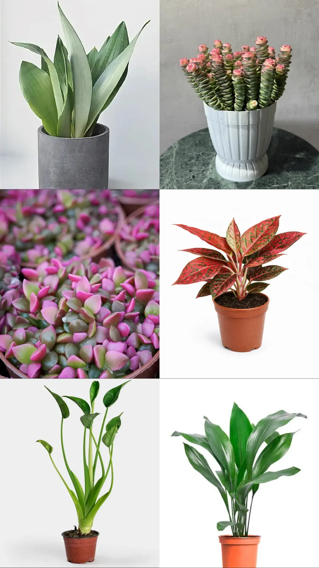 АНОНС НОВОЙ ПОСТАВКИ🪴
