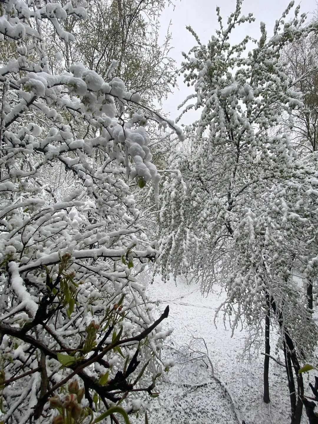 Вот такие сюрпризы весны ❄️

📸 Людмила Мачульская
#свао #алтуфьево #лианозово #бибирево