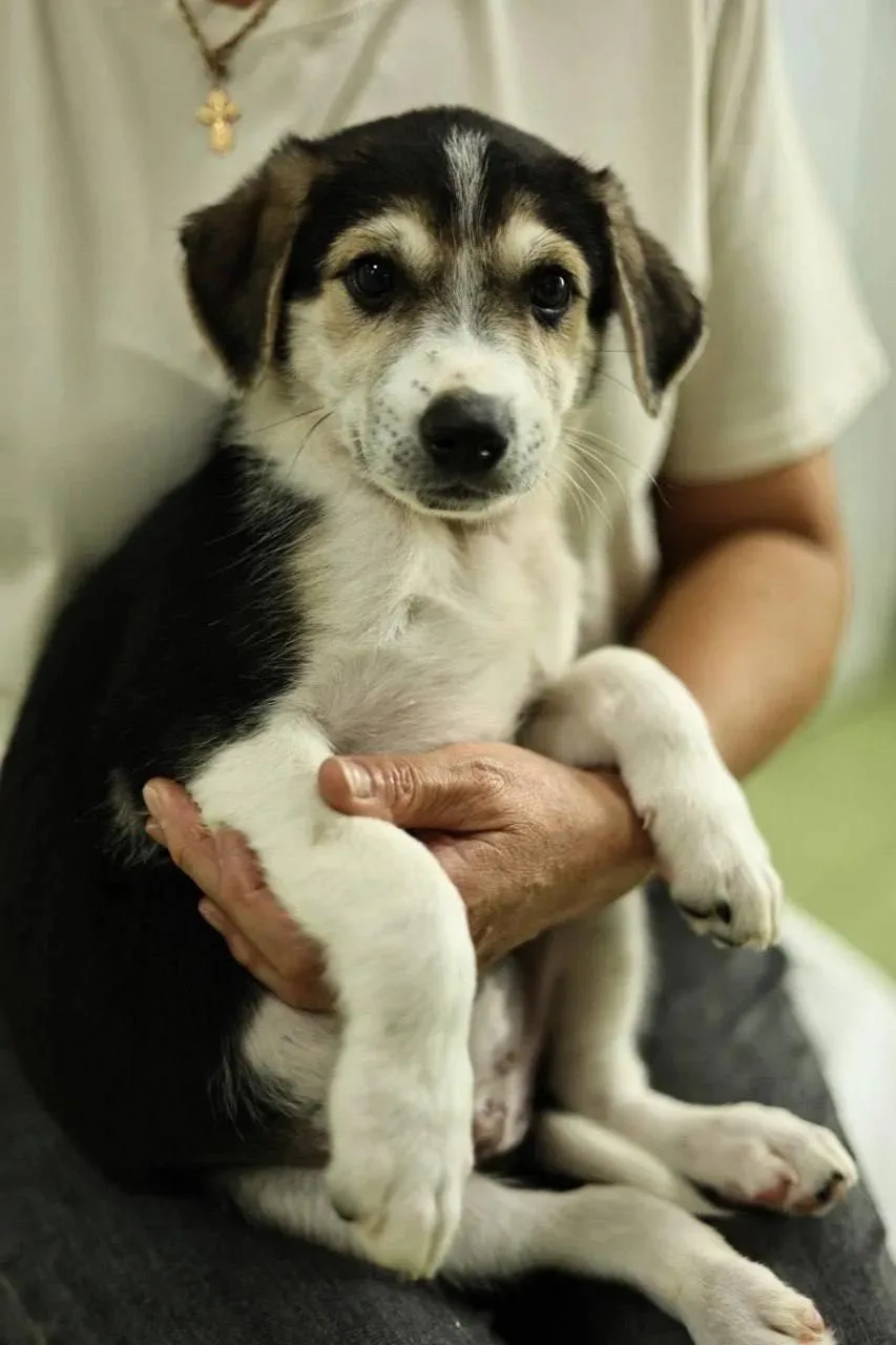 🐶 Касл - ваш шанс вырастить идеального пса! 💛