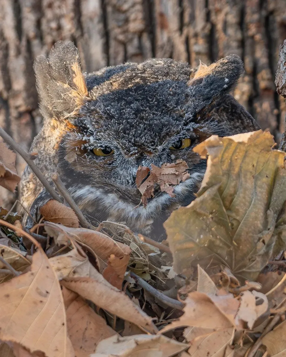 Немного недовольства в вашу ленту 😁

Совы Совушки🦉
👉 Не забудь ПОДПИСАТЬСЯ