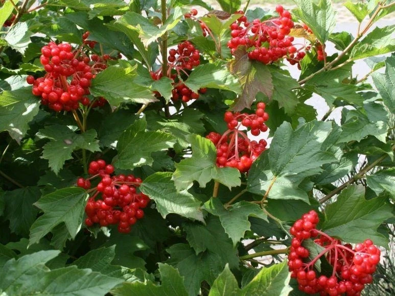 ❤️ Йөрәк авыртканнан — балан суы
Әгәр дә аритмиядән интегәсез икән, сезгә балан ярдәмгә киләчәк. 🌿 