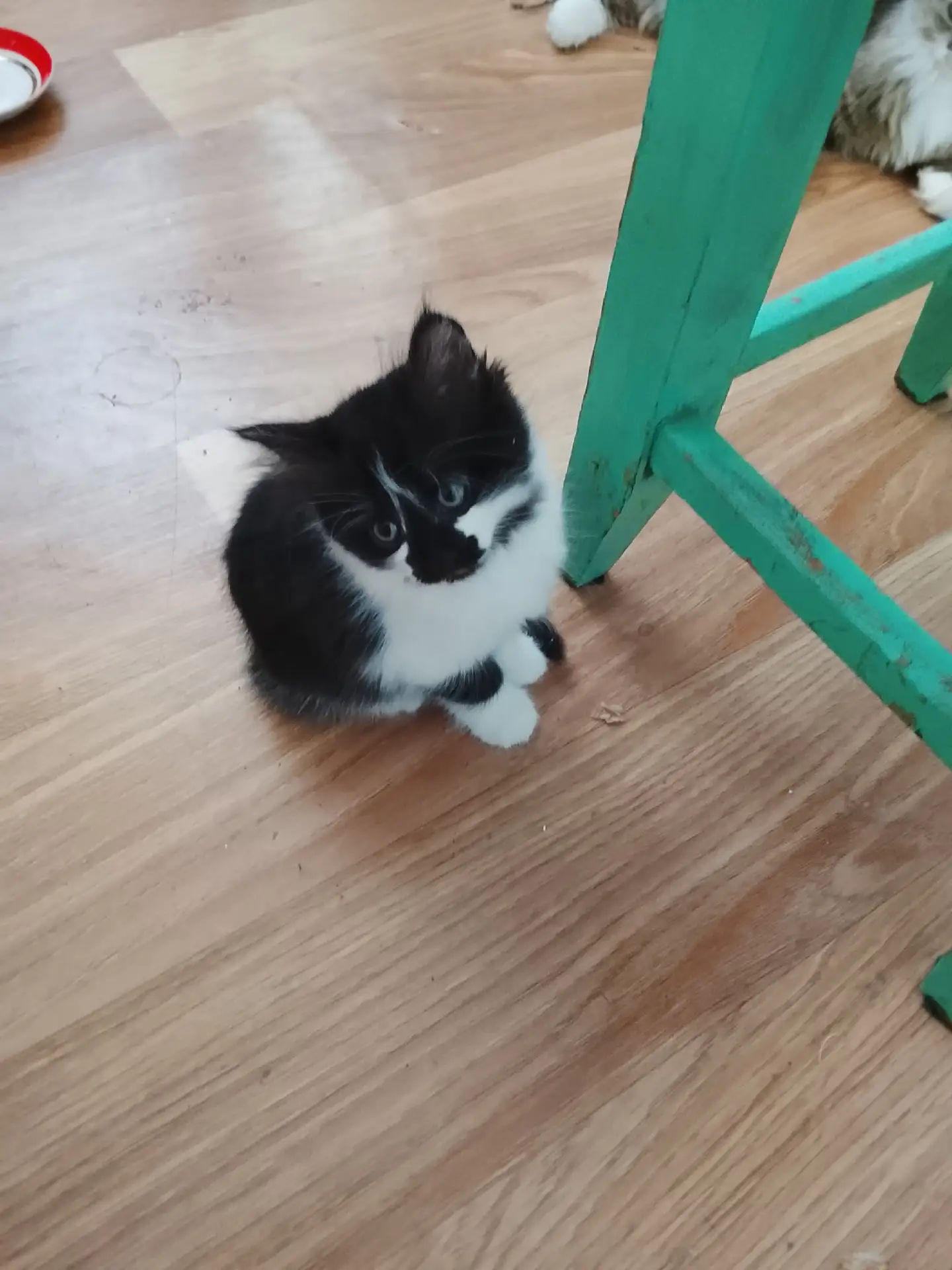 Отдам в добрые руки котят .две девочки и один мальчик кушают влажный корм приучены у лотку три месяц