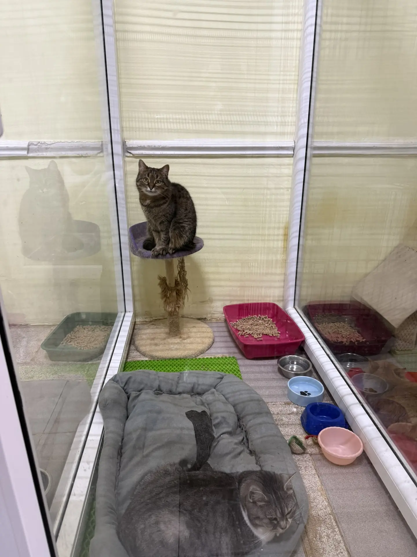 ЛИЦЕЙ ДАРИТ ТЕПЛО!  🐾Друзья, наша большая акция подошла к концу, и сердце переполняется благодарност