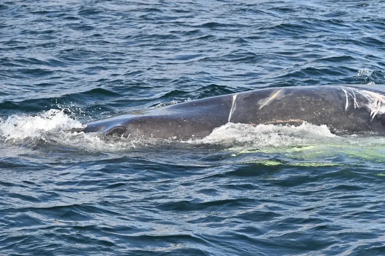 Друзья, наша команда сделала невозможное! 🐋