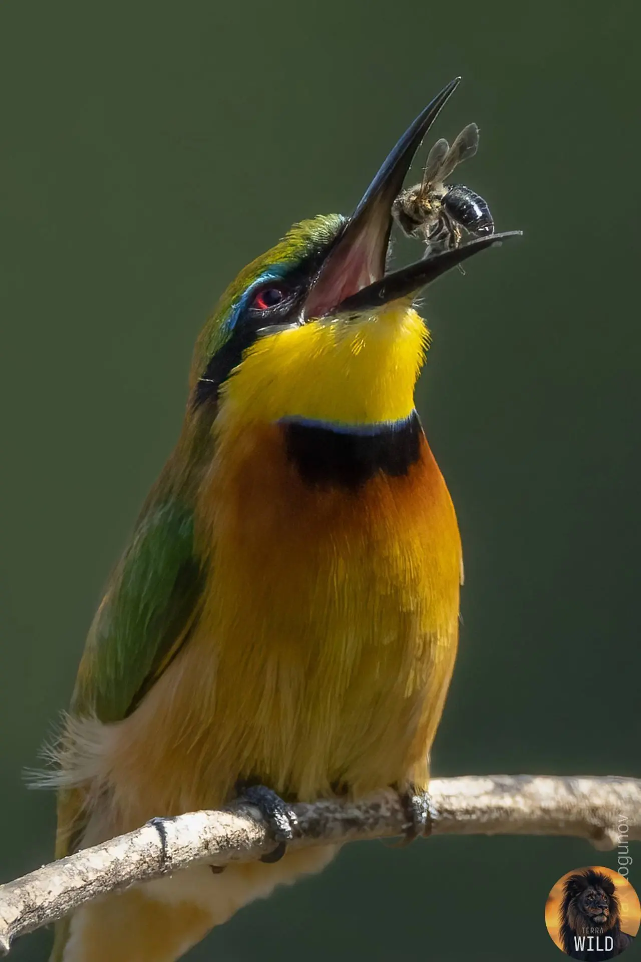 Карликовая щурка (Merops pusillus).🦜