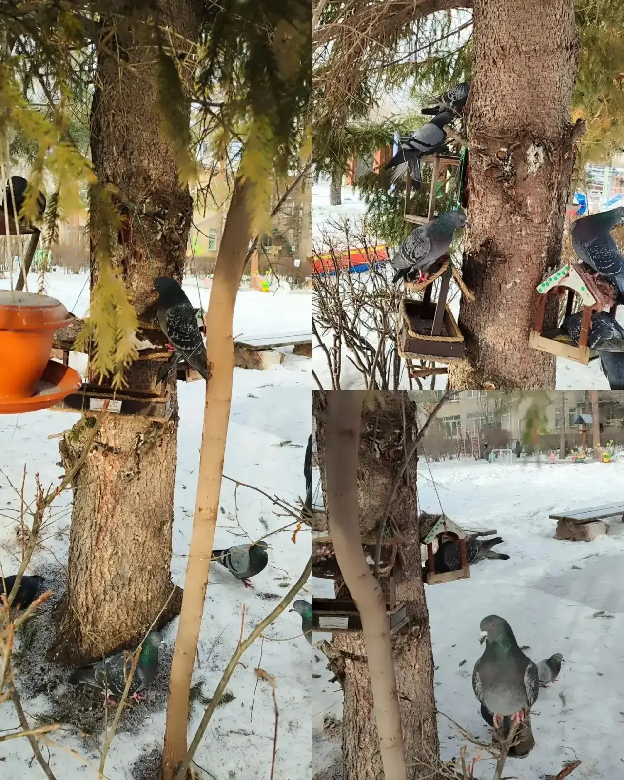 🐦Зима- красивое время года. Но также самое тяжелое время для птиц.🐧