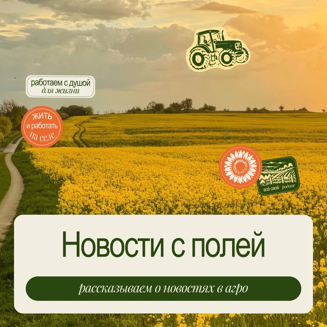 Рапс набирает обороты 🌾