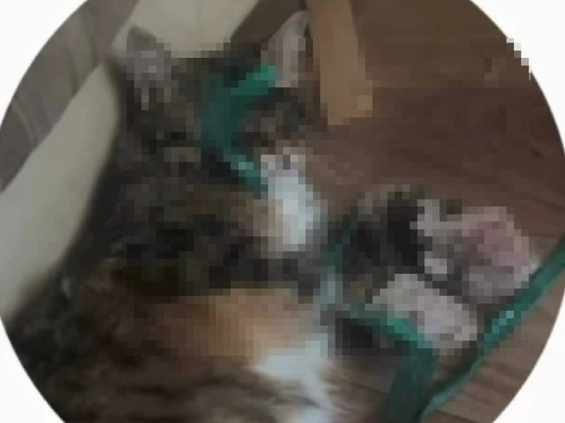 😨 Живодёр мог появиться в Подольске