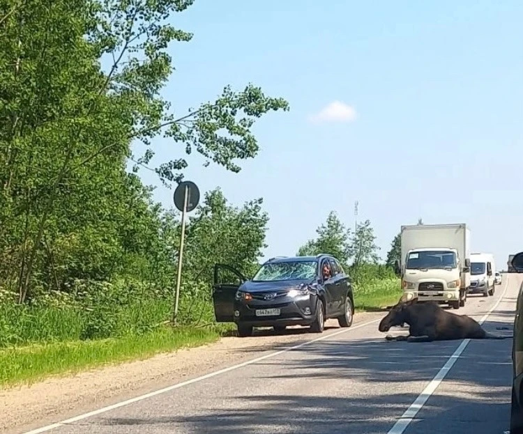 На дороге около Воронцово лежит животное. Будьте осторожны!