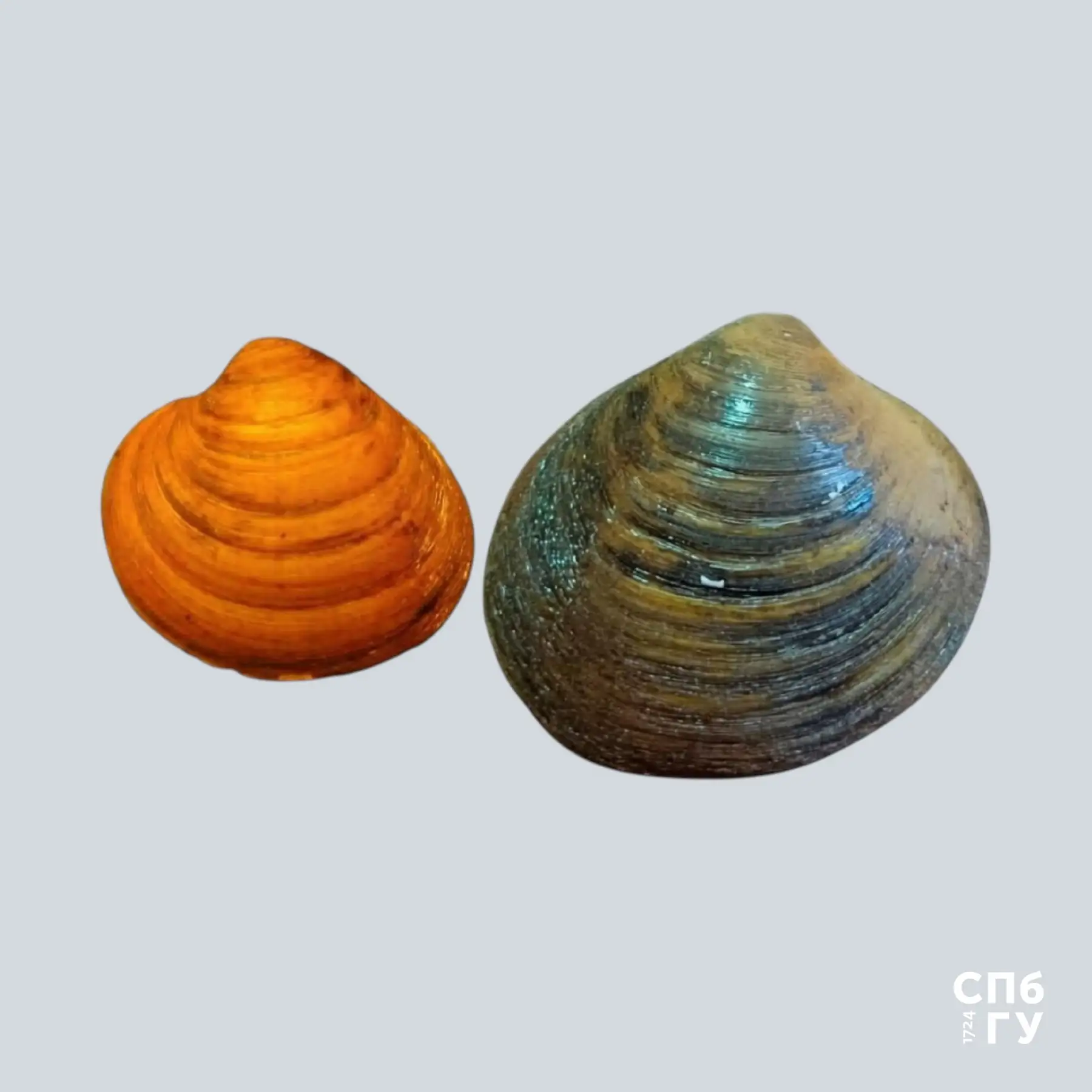 🐚Как может существовать популяция, в которой десятилетиями почти не рождается молодь?

Биологи СПбГ