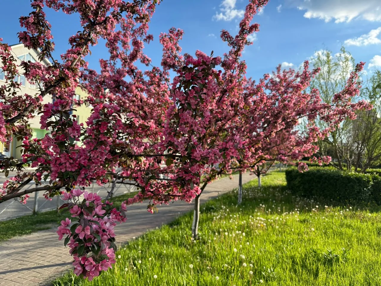 Май. Губкин утопает в цветах 🌺