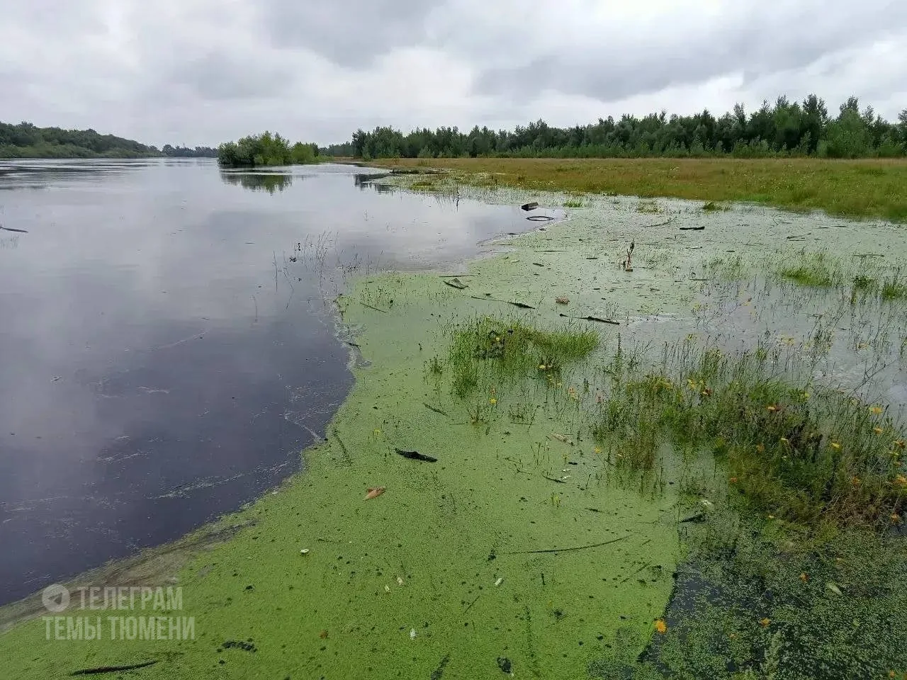 Роспотребнадзор заявил об улучшении запаха и вкуса воды в квартирах тюменцев

В ведомстве продолжают