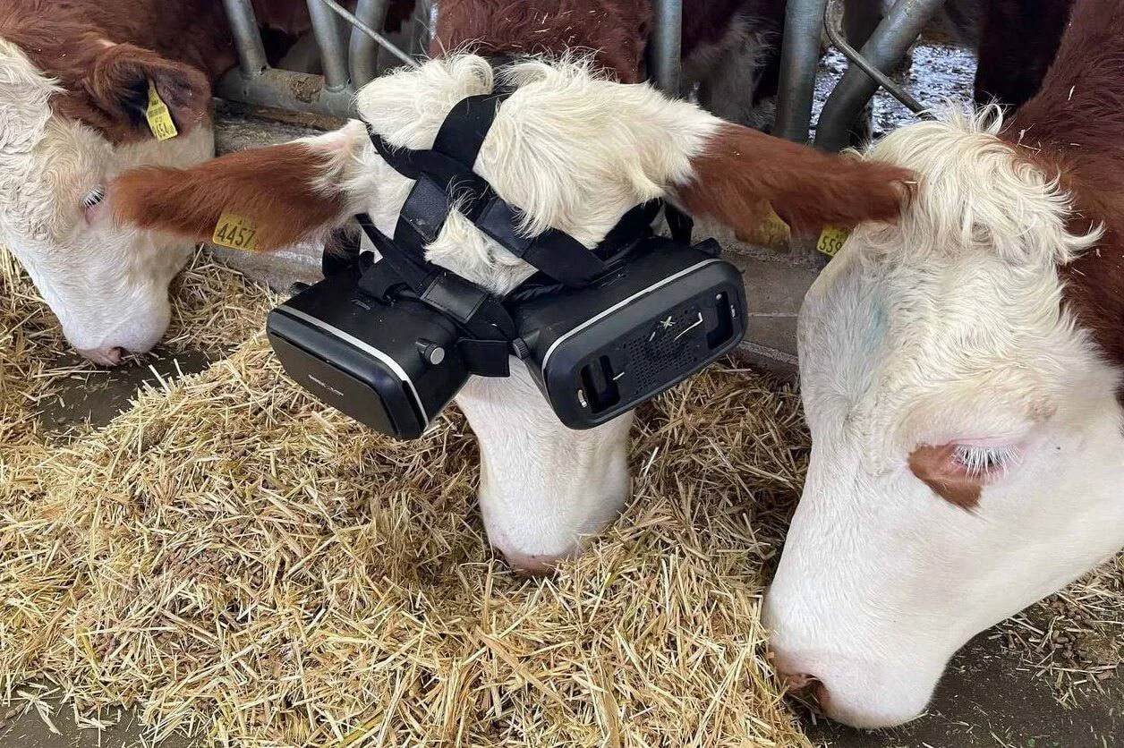 Турецкий фермер Иззет Косак купил своим коровам VR-очки и увеличил количество молока на...