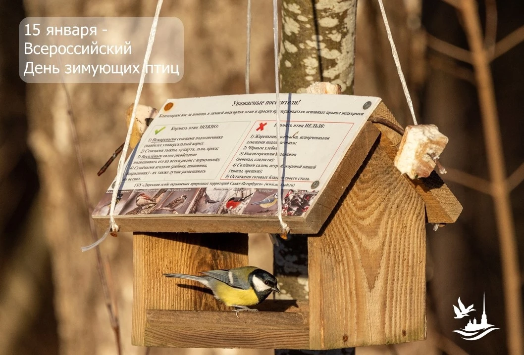 🕊 Всероссийский День зимующих птиц: поможем птицам пережить холода!