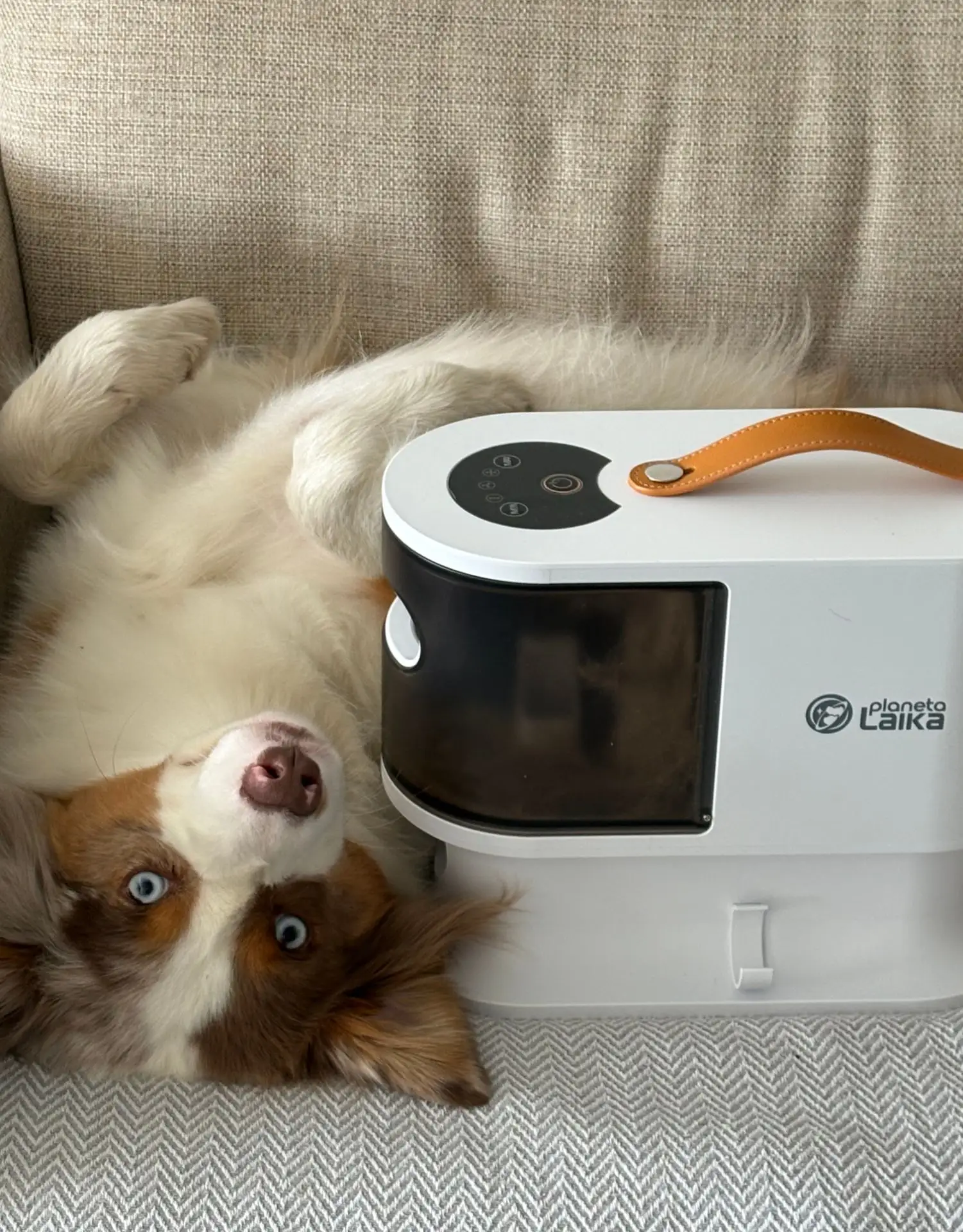 Нужно ли стричь питомца летом? 🐾