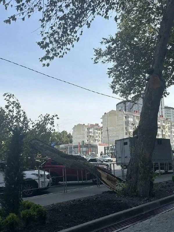 Дерево рухнуло на улице Солдатских матерей.