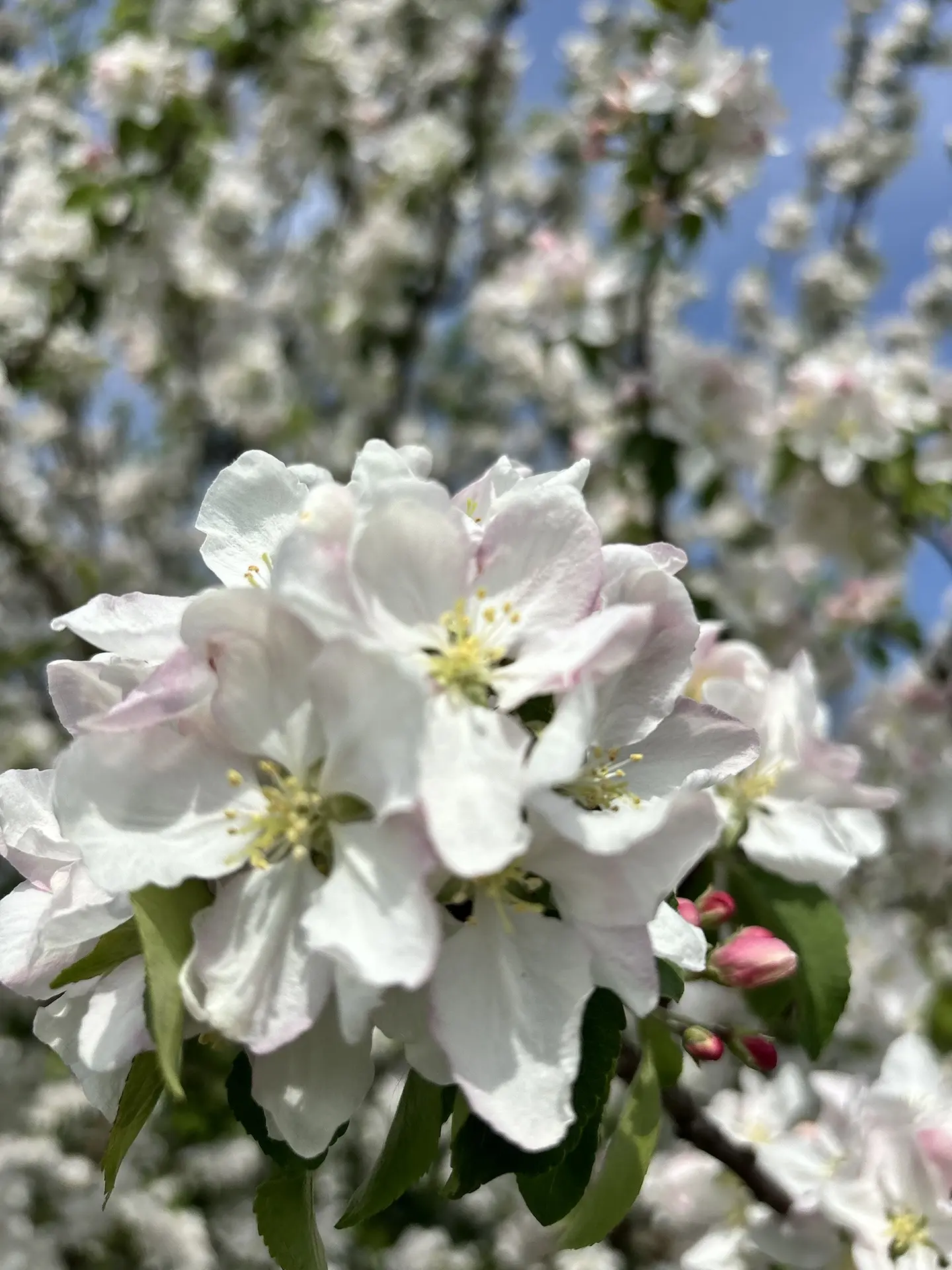 Не проходите мимо красоты🌸  Хорошей недели, Новомосковск 💕