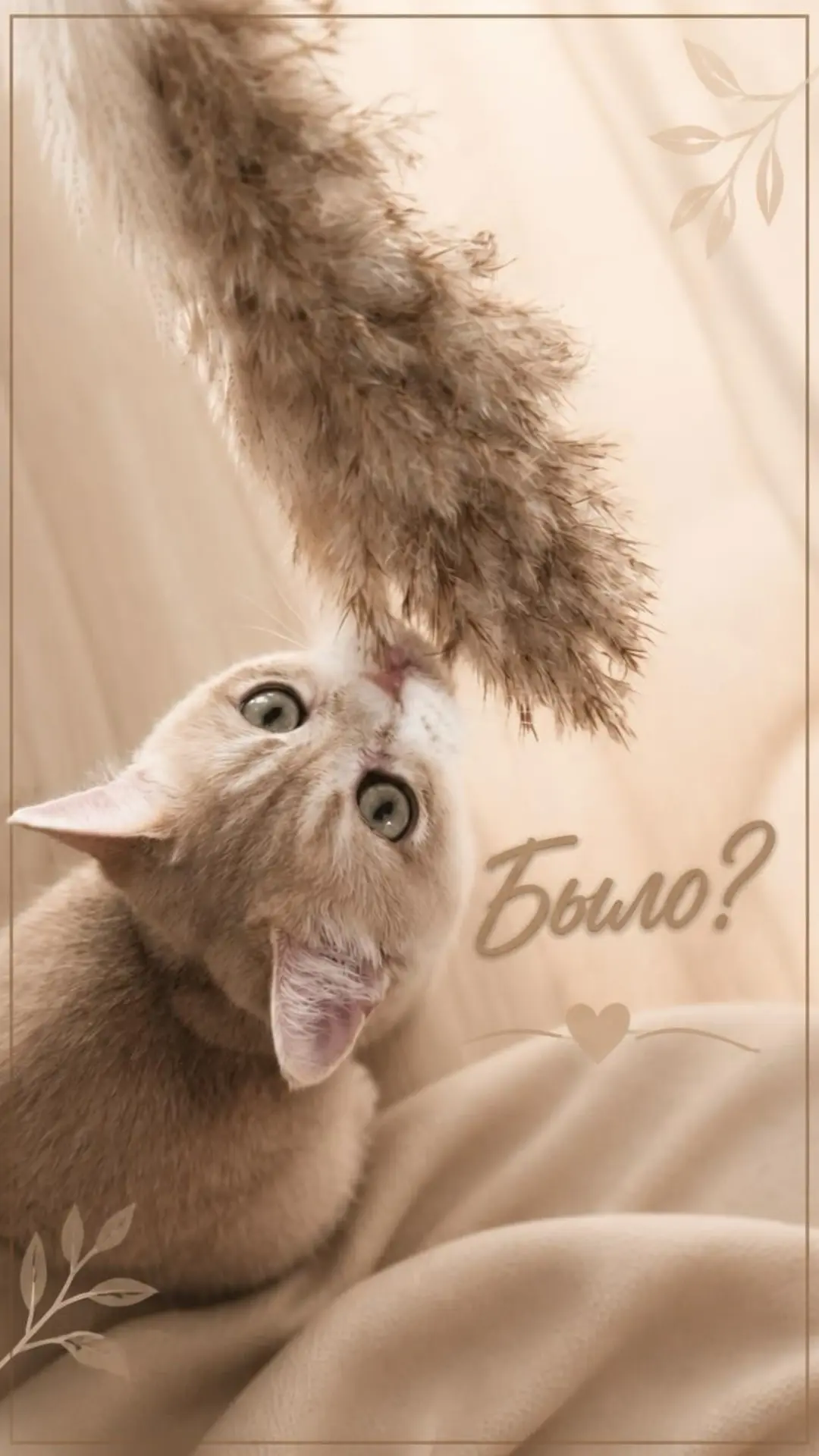 Ну было же? 😀😀😀 Для каждой хозяйки или хозяина - ее/его котик самы лучший на свете 🥰 мне даже Ян