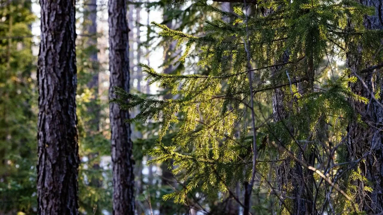 🛰🌳 Ямал станет примером для УрФО в защите лесов из космоса  Опыт Ямала в борьбе с незаконными вырубк