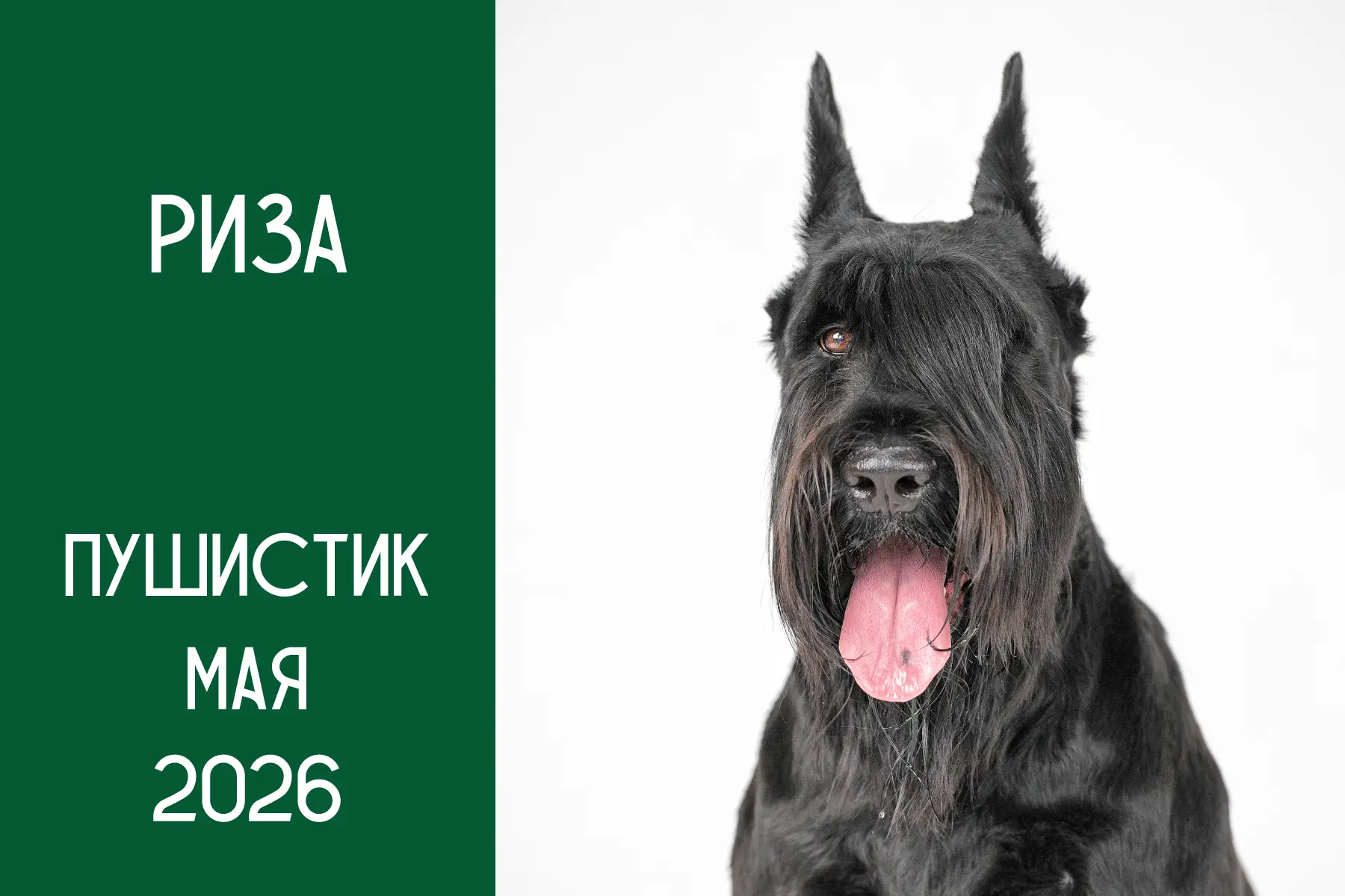 Риза в фотостудии: от страха к восторгу! 🐾📸