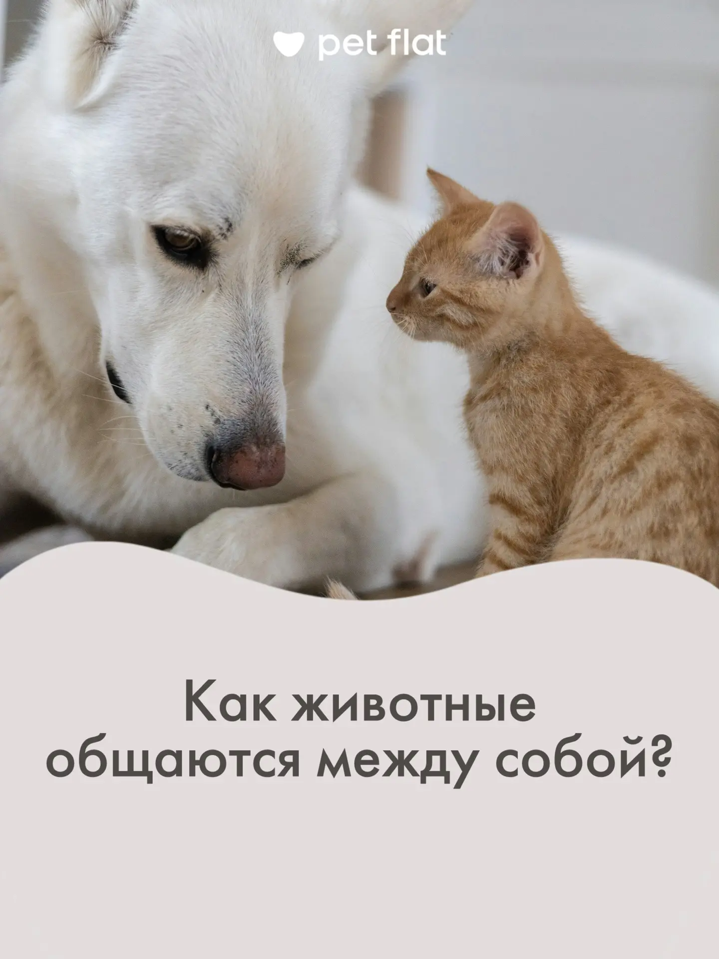 Как животные понимают друг друга? 🐾