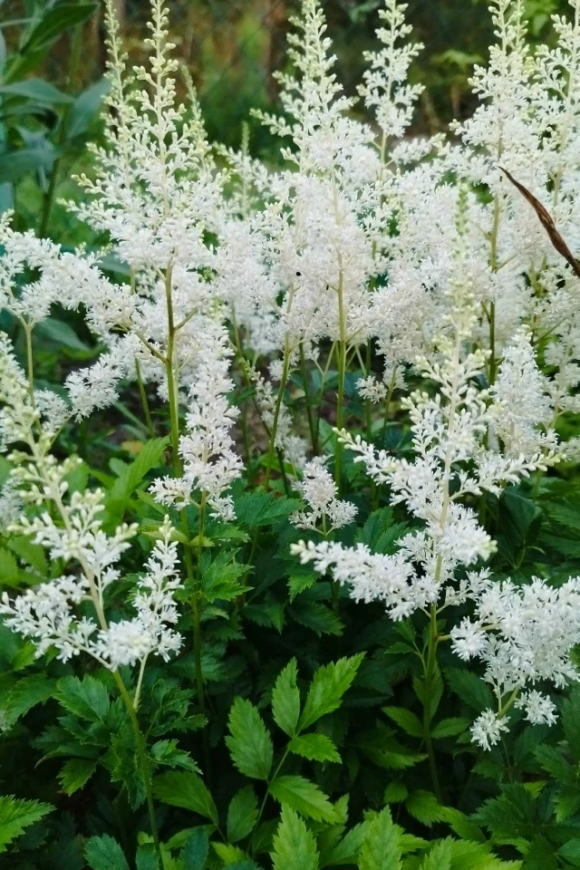 🍂 Многолетники, которые можно не обрезать осенью 🌿