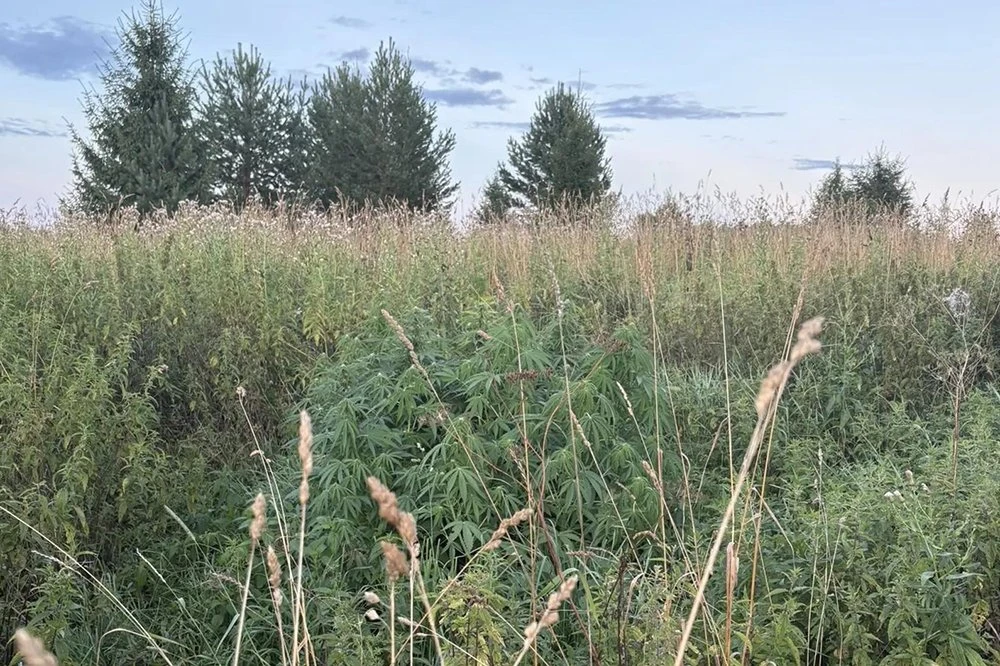 👮‍ Полиция Верхнетоемского округа пресекла незаконное культивирование наркосодержащих ...