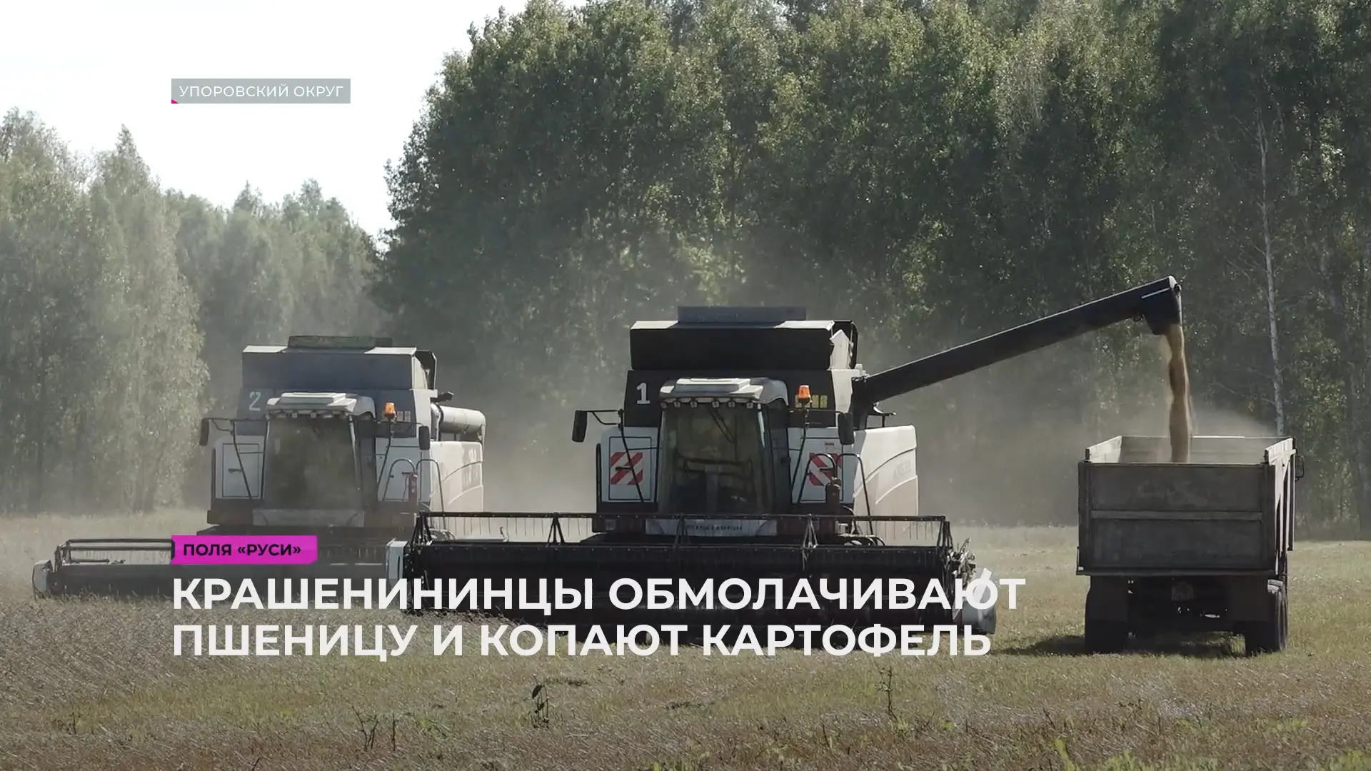 Растениеводы Упоровского округа отмечают, что качество зерна урожая 2026 года будет ниж...
