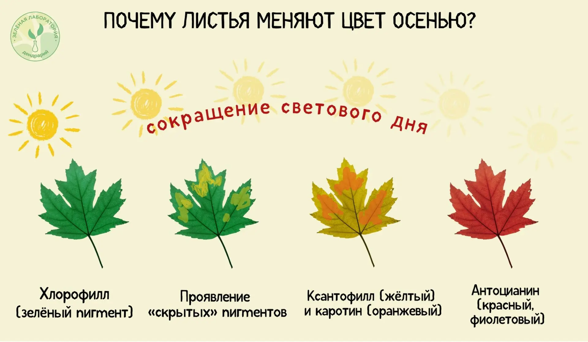 Рубрика «Зелёная лаборатория» 🍃