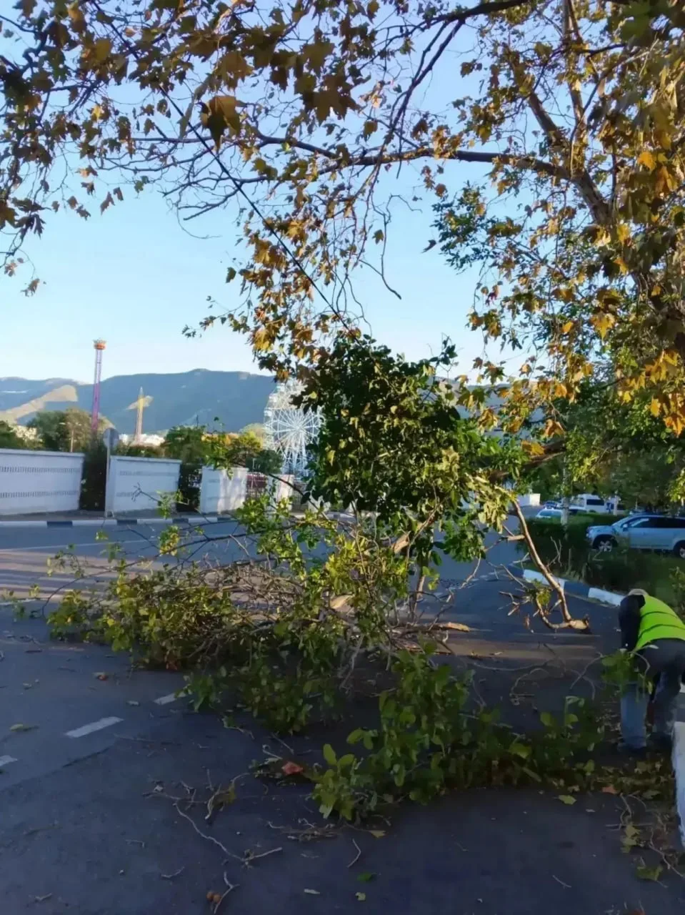 🌲 Деревья обрушились на линии электропередачи из-за непогоды в Геленджике