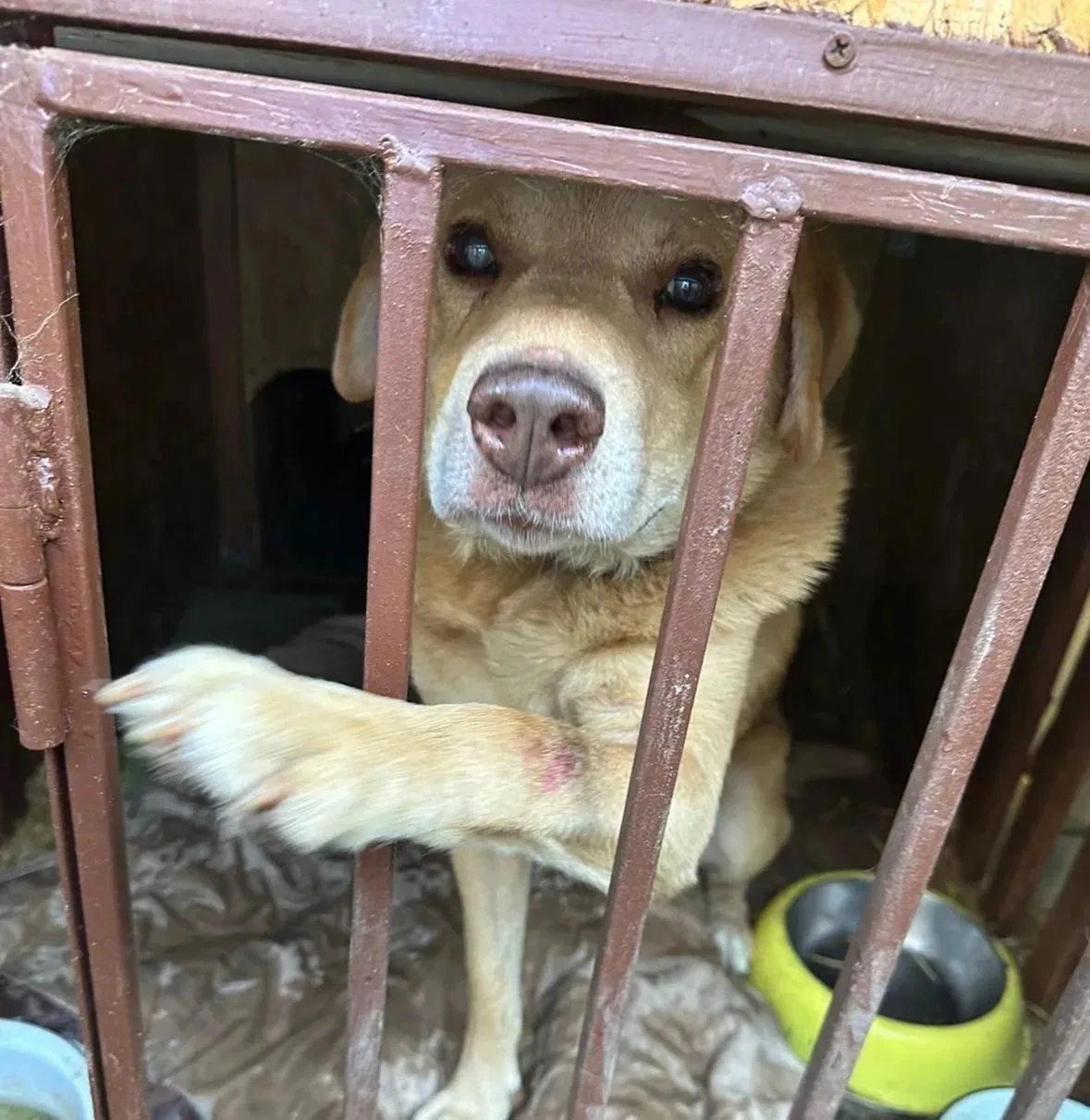 🆘🆘🆘 Помогите найти Рыжику дом🙏🙏🙏🆘🆘🆘 Жил на домашней передержке, к сожалению же...