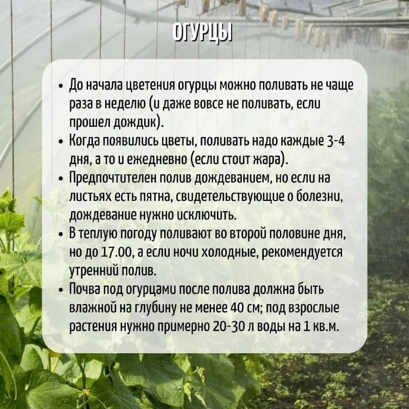 🥒 Правила полива огурцов