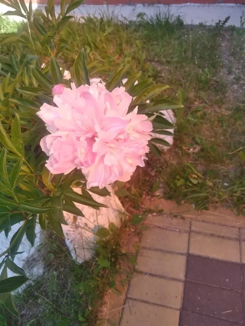 У нас в детском центре — настоящая красота! 🌸

С самого порога нас встречают роскошные ирисы, пышны