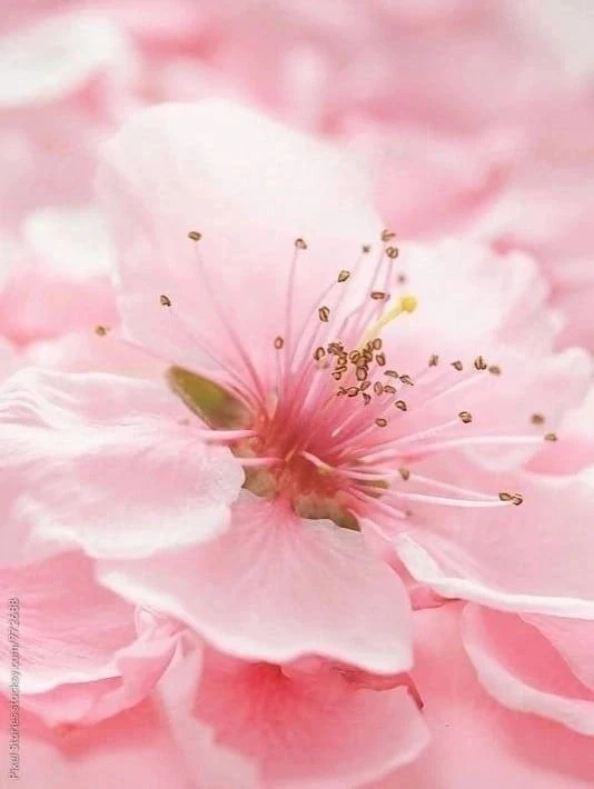 🌺🌺🌺🌺🌺