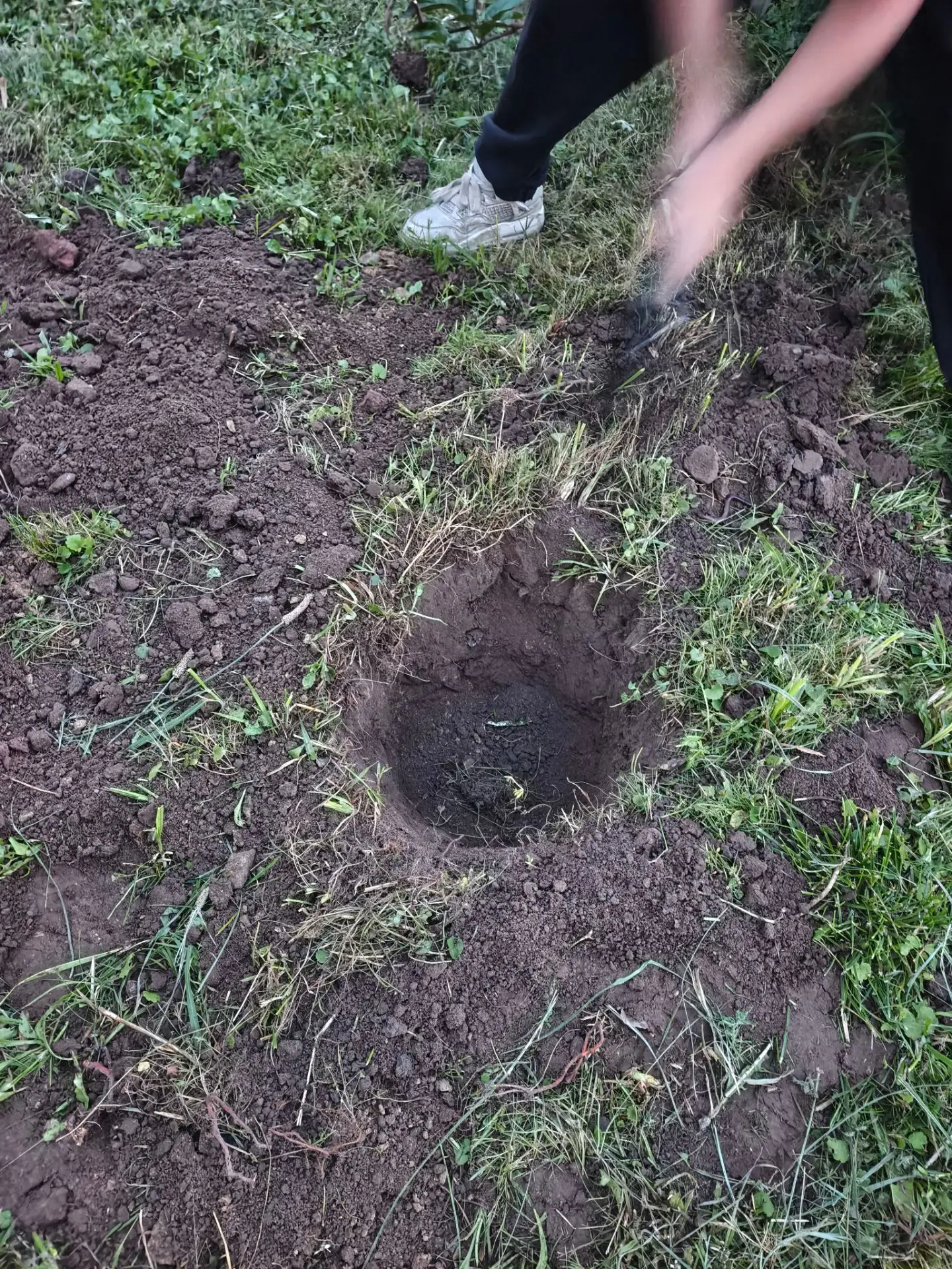 Посадили во дворе вишню, надеемся прорастёт😁