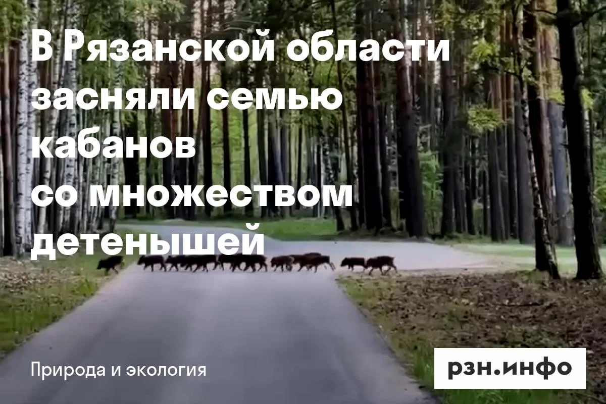 В Рязанской области засняли семью кабанов со множеством детенышей