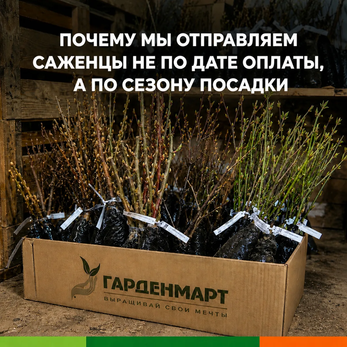 📦 Когда ждать посылку: почему мы отправляем не по дате оплаты, а по сезону посадки