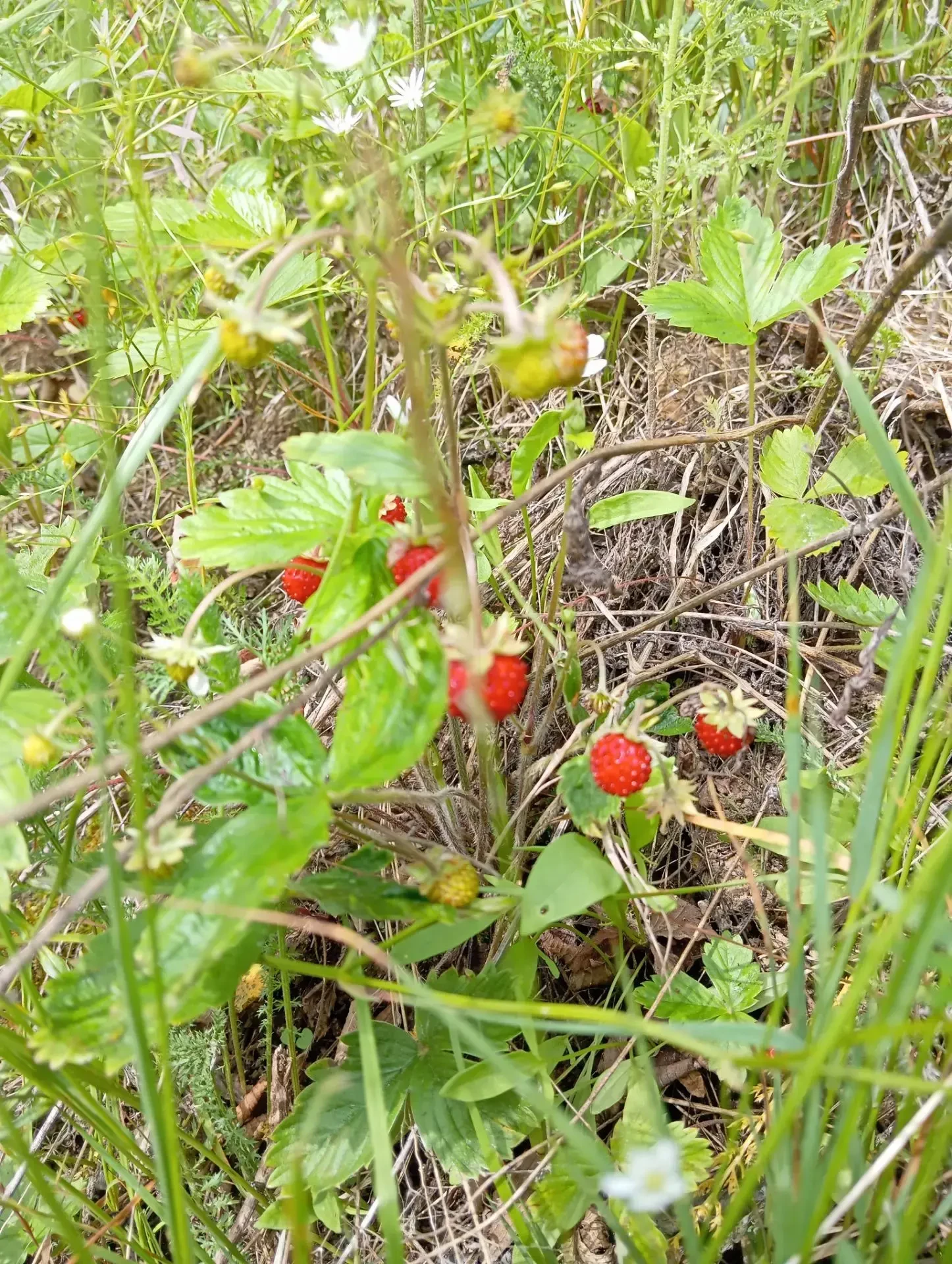 🍓«Лето – это маленькая жизнь…»    https://vk.com/club212620637?w=wall-212620637_9545