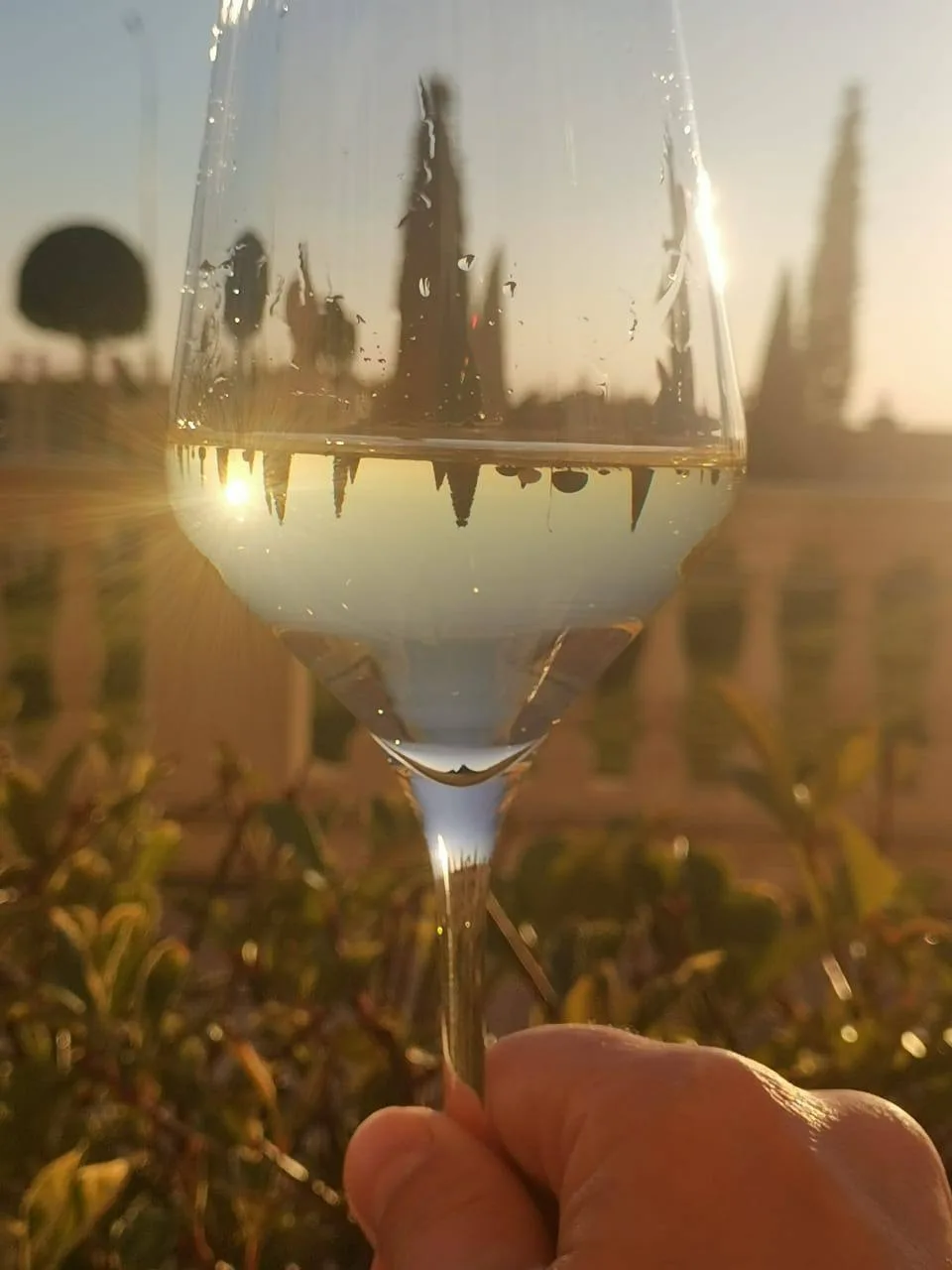 🍷 In vino — отдых: Кубань стала столицей винных путешествий России!