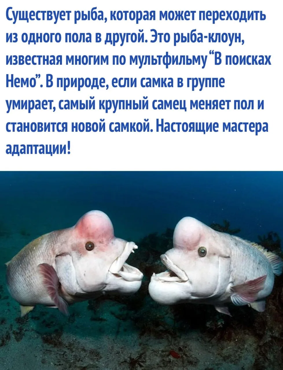 интересные факты / тайны / загадки / наука