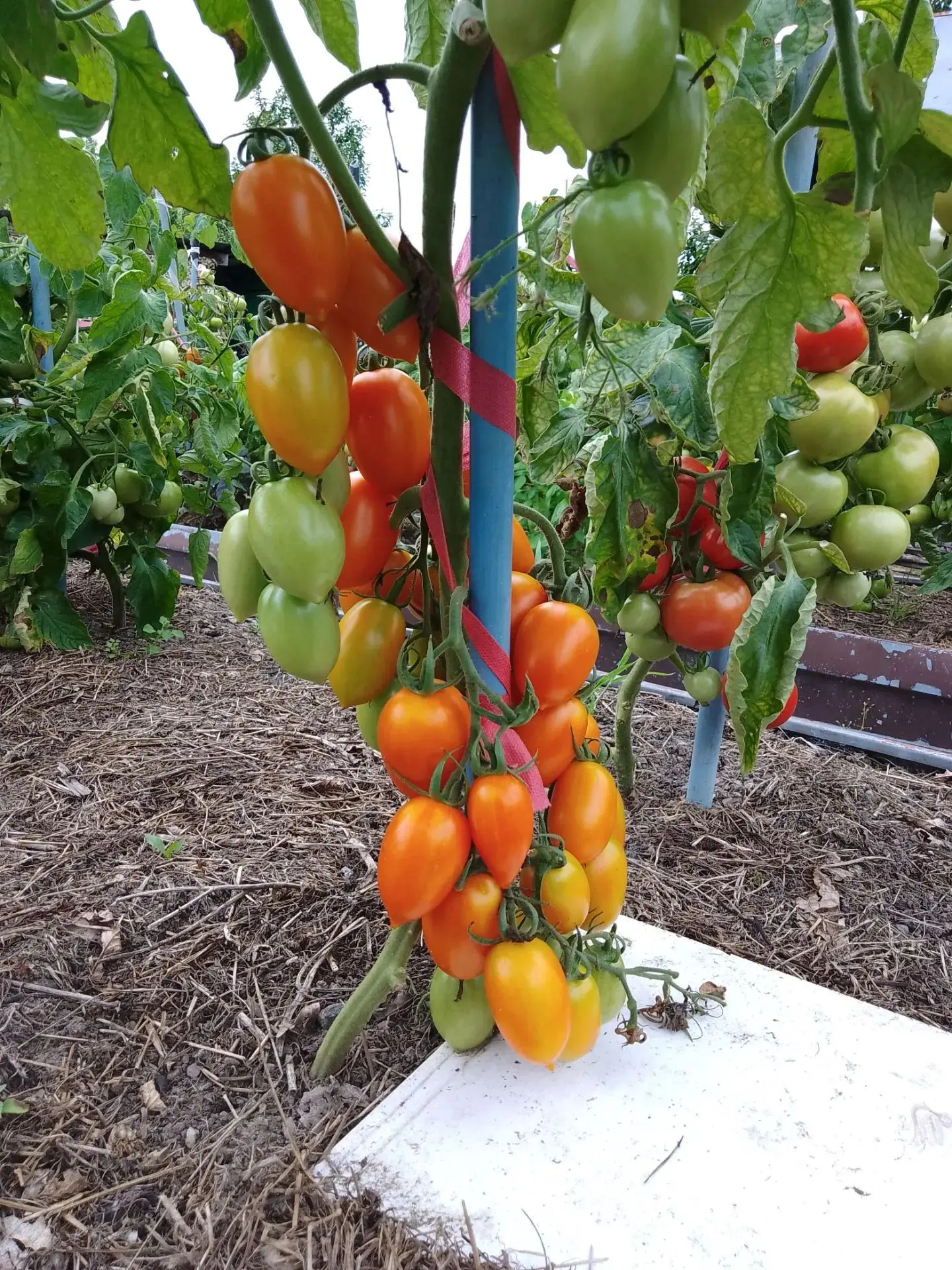 Итоги дачного сезона: мои «томатные» фавориты и выводы 🍅