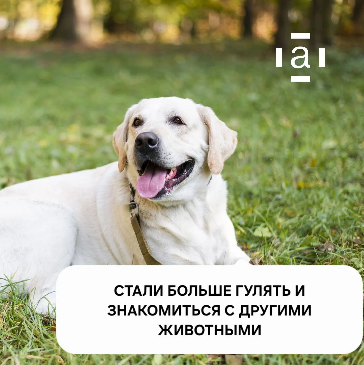 Защита от паразитов - основа для здоровья и долголетия вашего питомца.