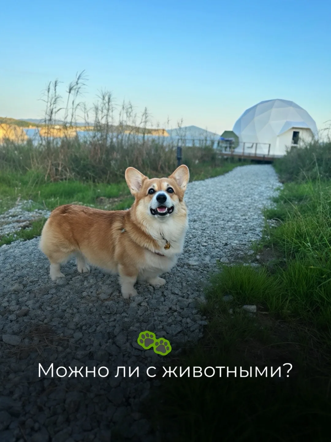 🐾 В Джугди Глэмпинг — можно с питомцами!