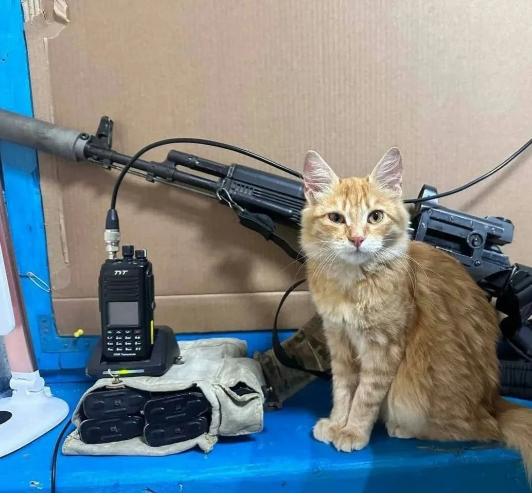 Пятничные котики🥰🥰🥰 Доброе утро!!!