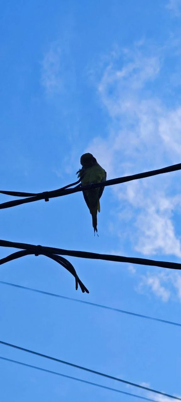 🦜 В Химках, в микрорайоне Подрезково, на Железнодорожной улице, 1, заметили попугайчика.