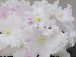 🌸 Фиалка РС-Венера — нежный румянец на белоснежных лепестках-звёздах.