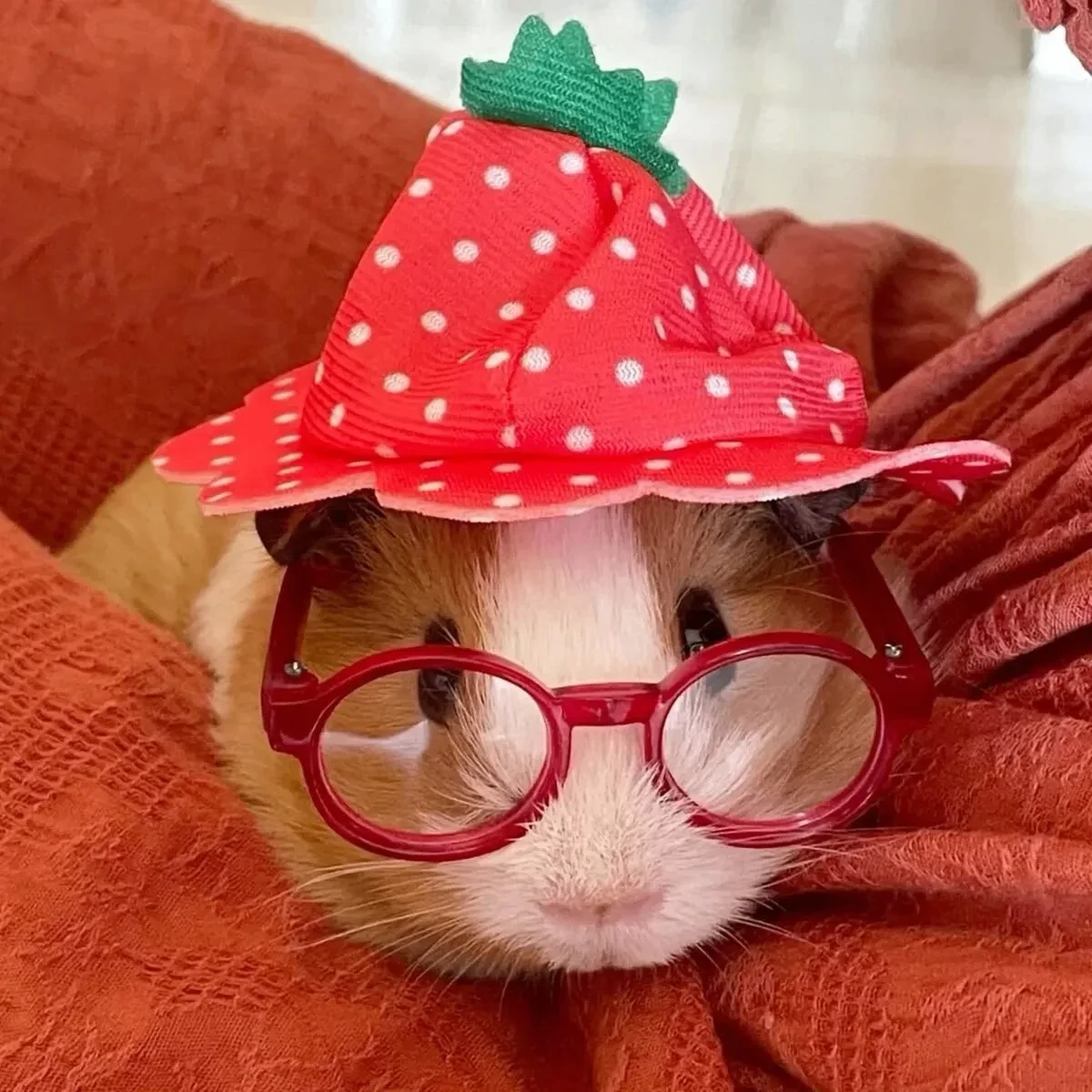 🐹 Милые авы с морскими свинками