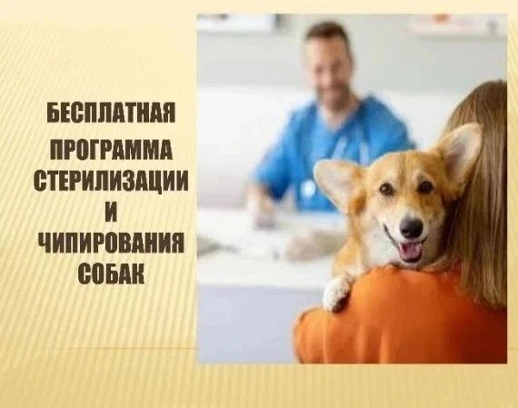 🐶 В Ульяновской области в 2026 году бесплатно стерилизуют собак